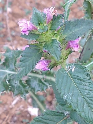 photo of Common Hemp Nettle