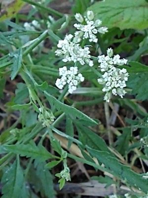 photo of Spreading Hedge Parsley