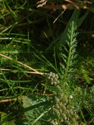 photo of Yarrow