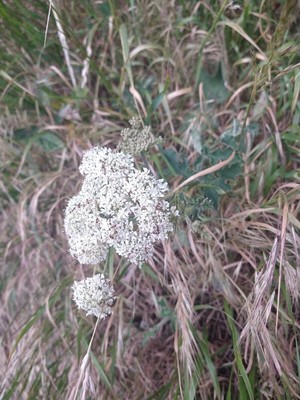 photo of Wild Carrot
