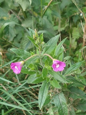 photo of Great Willowherb