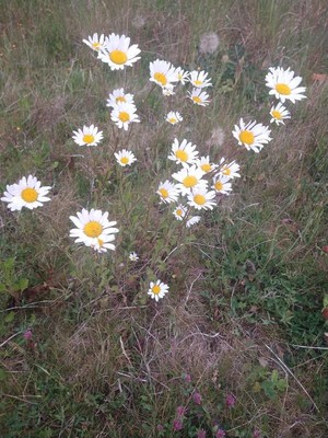 photo of Oxeye Daisy