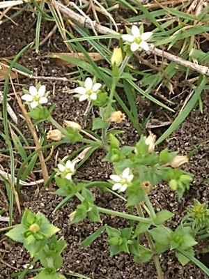 photo of Thyme Leaved Sandwort