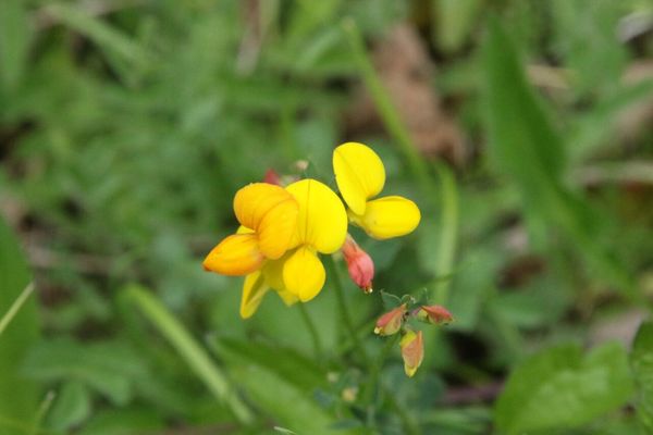 photo of Bird's Foot Trefoil