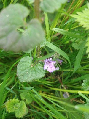 photo of Ground Ivy