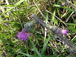 photo of Marsh Thistle