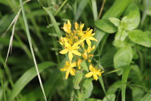 photo of Hairy St John's Wort