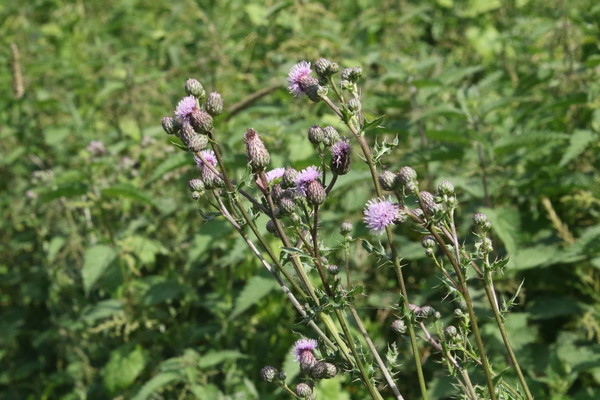 photo of Creeping Thistle