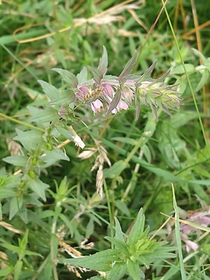photo of Red Bartsia