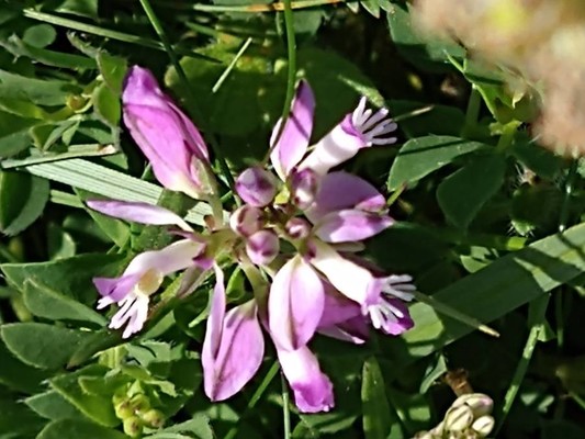 photo of Crown Vetch