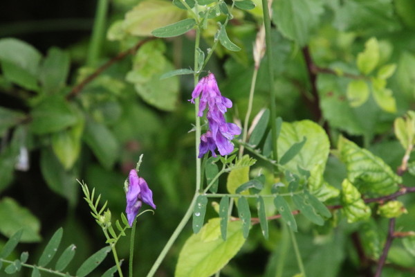 photo of Tufted Vetch