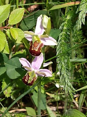 photo of Bee Orchid