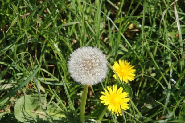 photo of Dandelion
