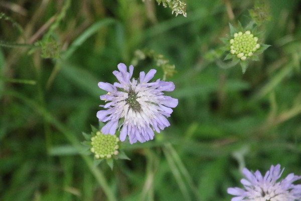 photo of Field Scabious