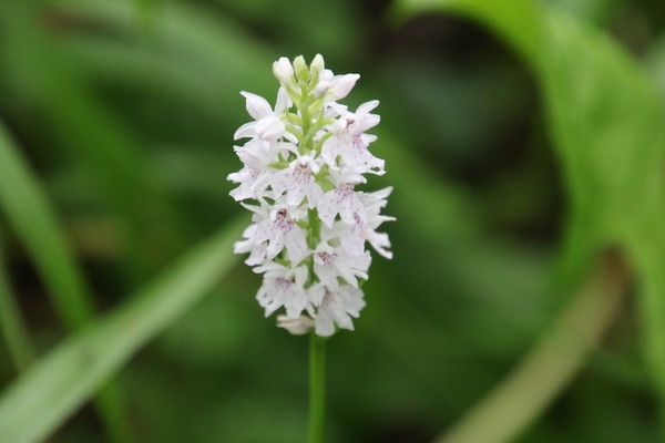 photo of Common Spotted Orchid