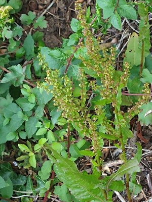 photo of Curled Dock
