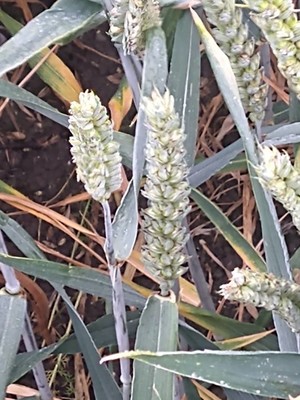 photo of Bread Wheat