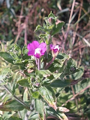photo of Great Willowherb