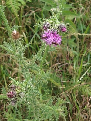 photo of Plumeless Thistle