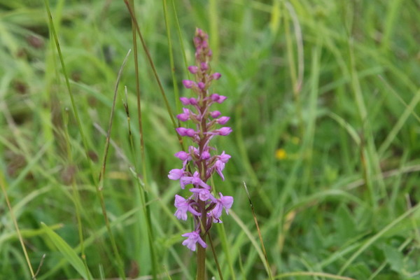 photo of Chalk Fragrant Orchid