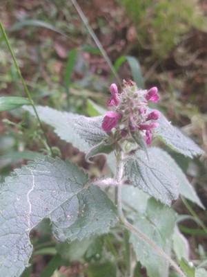 photo of Hedge Woundwort