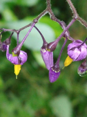 photo of Bittersweet