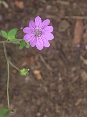photo of Hedgerow Crane's Bill