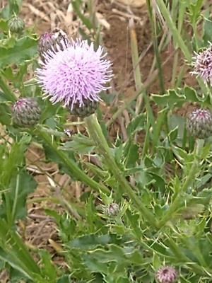 photo of Creeping Thistle