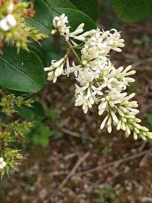 photo of Wild Privet