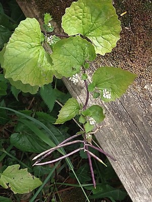 photo of Garlic Mustard