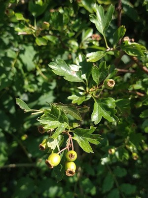 photo of Hawthorn