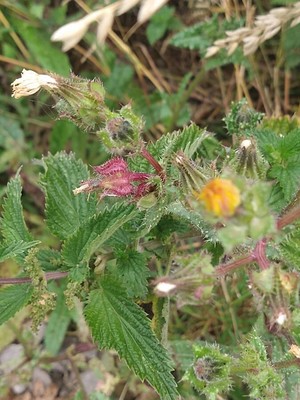 photo of Bristly Oxtongue
