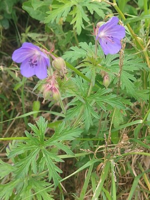 photo of Meadow Crane's Bill