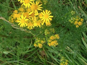 photo of Ragwort
