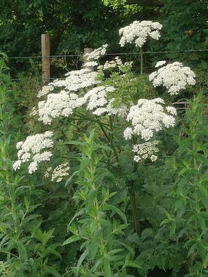 photo of Hogweed