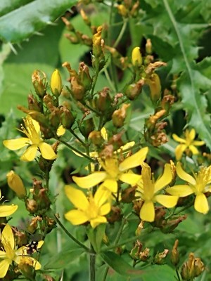 photo of Hairy St John's Wort