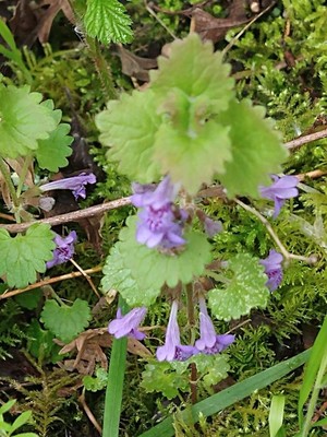 photo of Ground Ivy