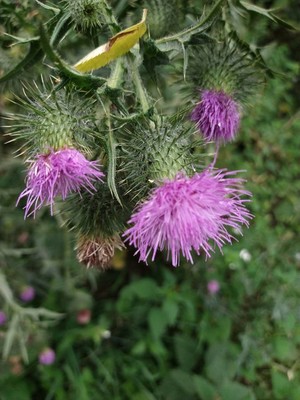 photo of Spear Thistle