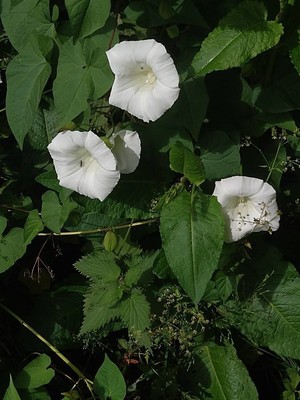 photo of Hedge Bindweed