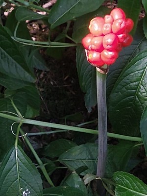 photo of Italian Arum