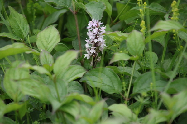 photo of Common Spotted Orchid