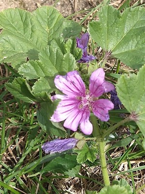 photo of Common Mallow