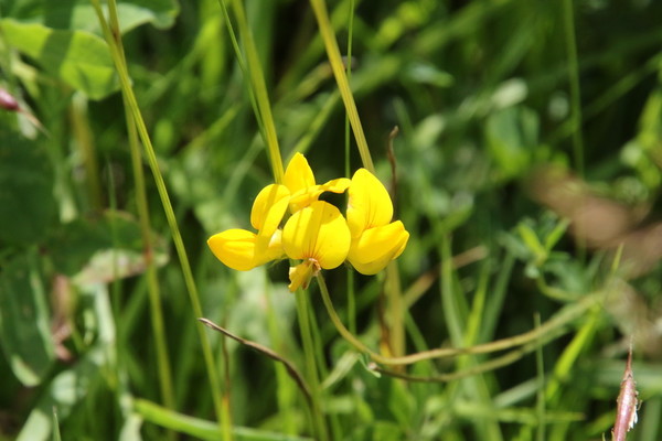 photo of Bird's Foot Trefoil