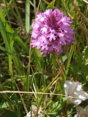 photo of Pyramidal Orchid