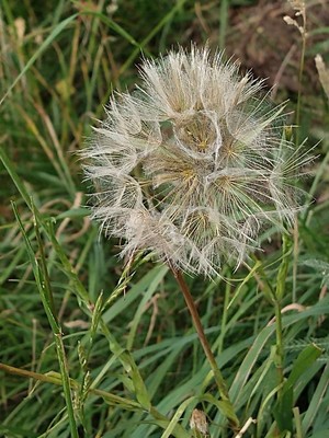 photo of Goat's Beard