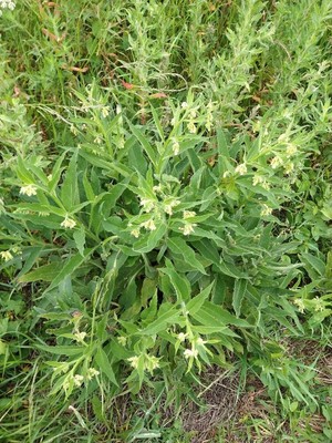 photo of Common Comfrey