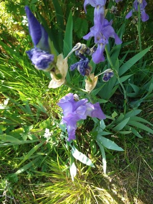 photo of Bearded Iris