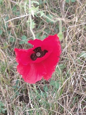 photo of Common Poppy