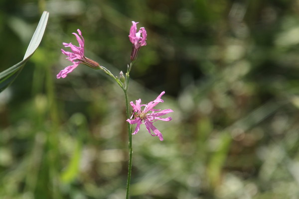 photo of Ragged Robin