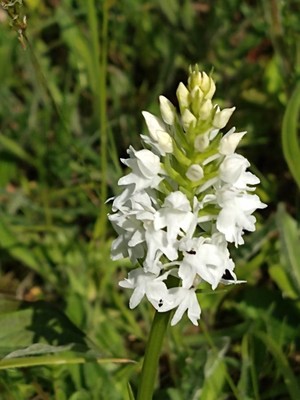 photo of Common Spotted Orchid